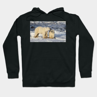 Polar Bear, Mother & Cub, Churchill, Canada Hoodie